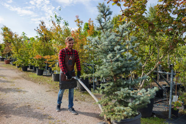 Tree Branch Trimming in Floris, VA